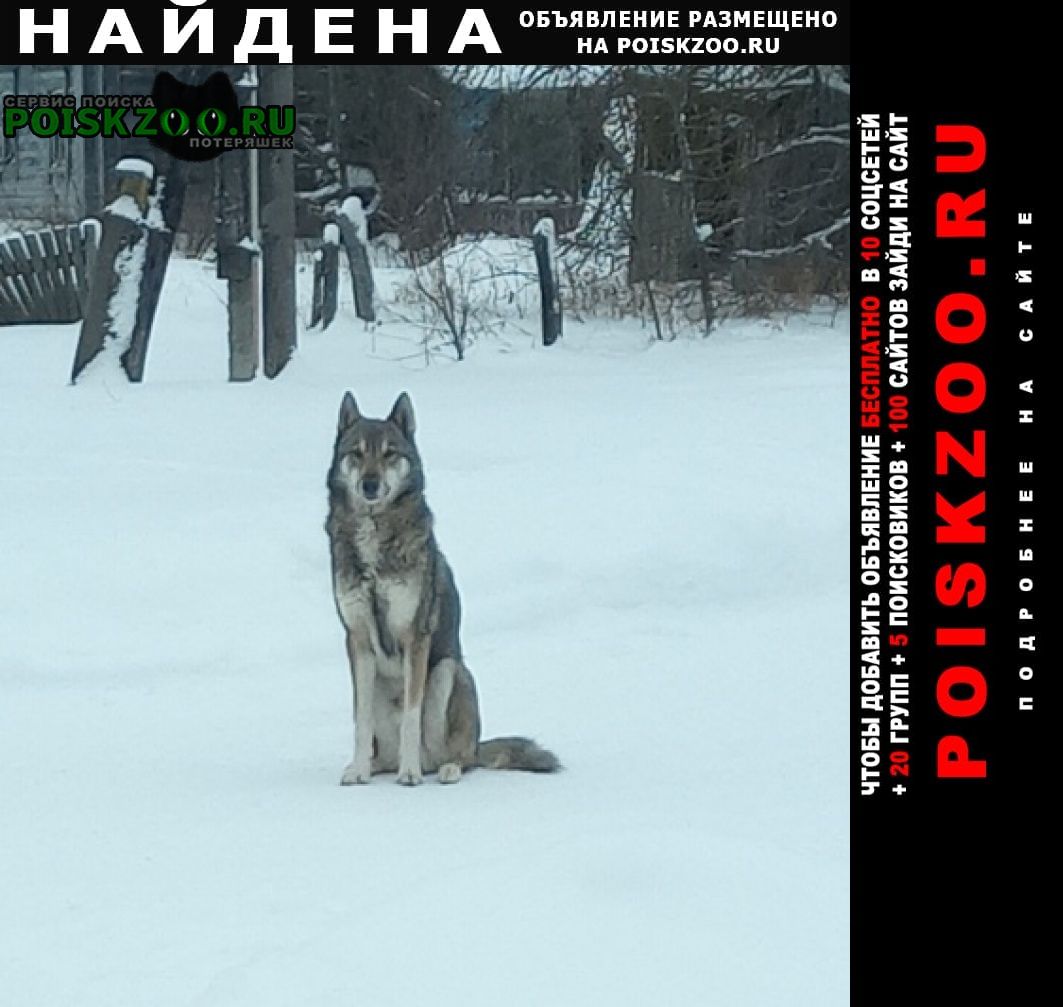 Найдена собака кобель Шилово