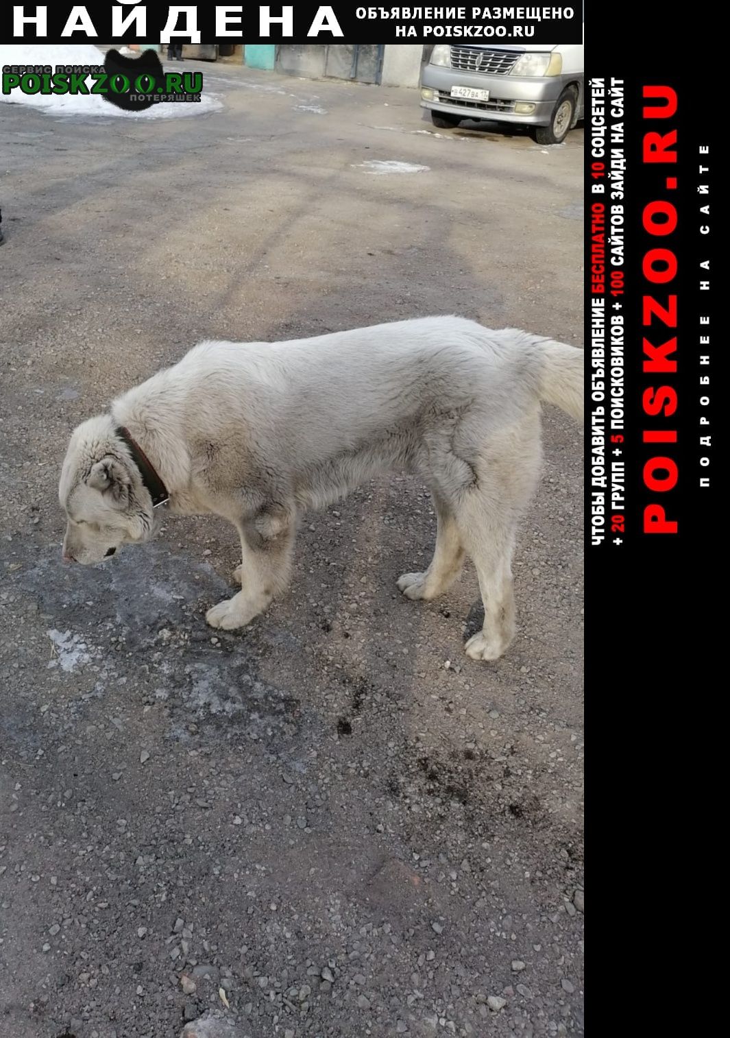 Найдена собака кобель помогите найти хозяина Черногорск Хакасия