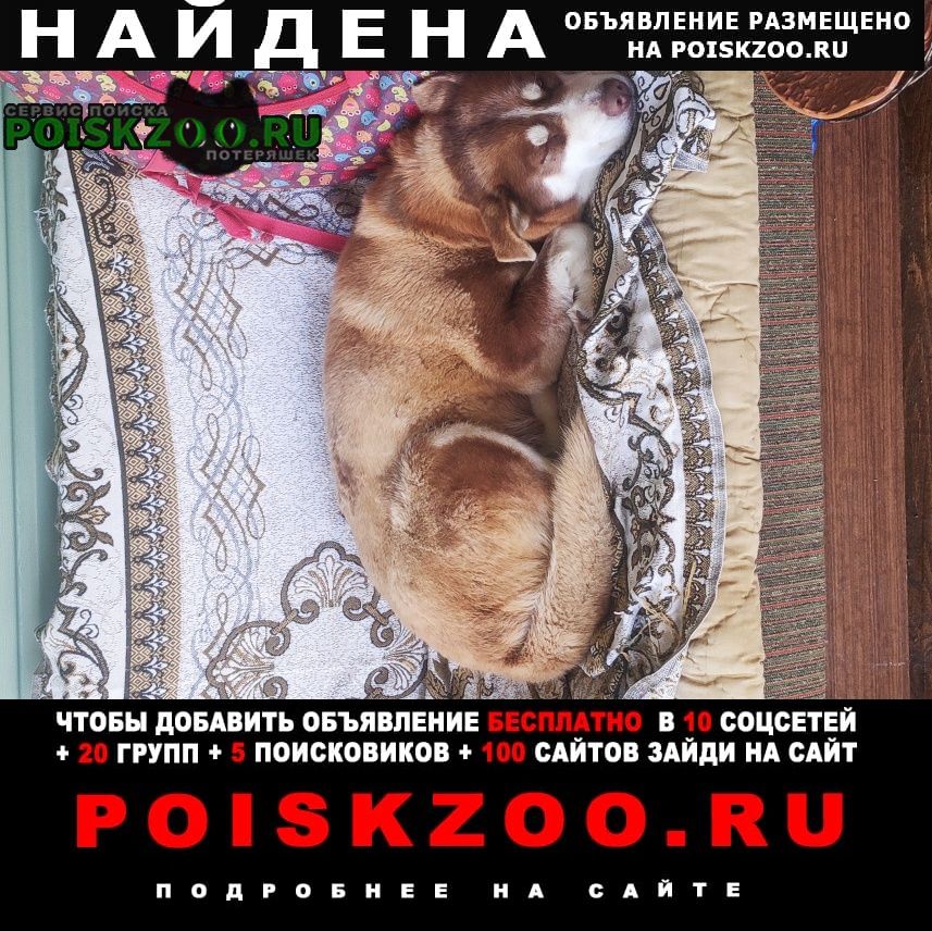 Найдена собака хаски Воскресенск