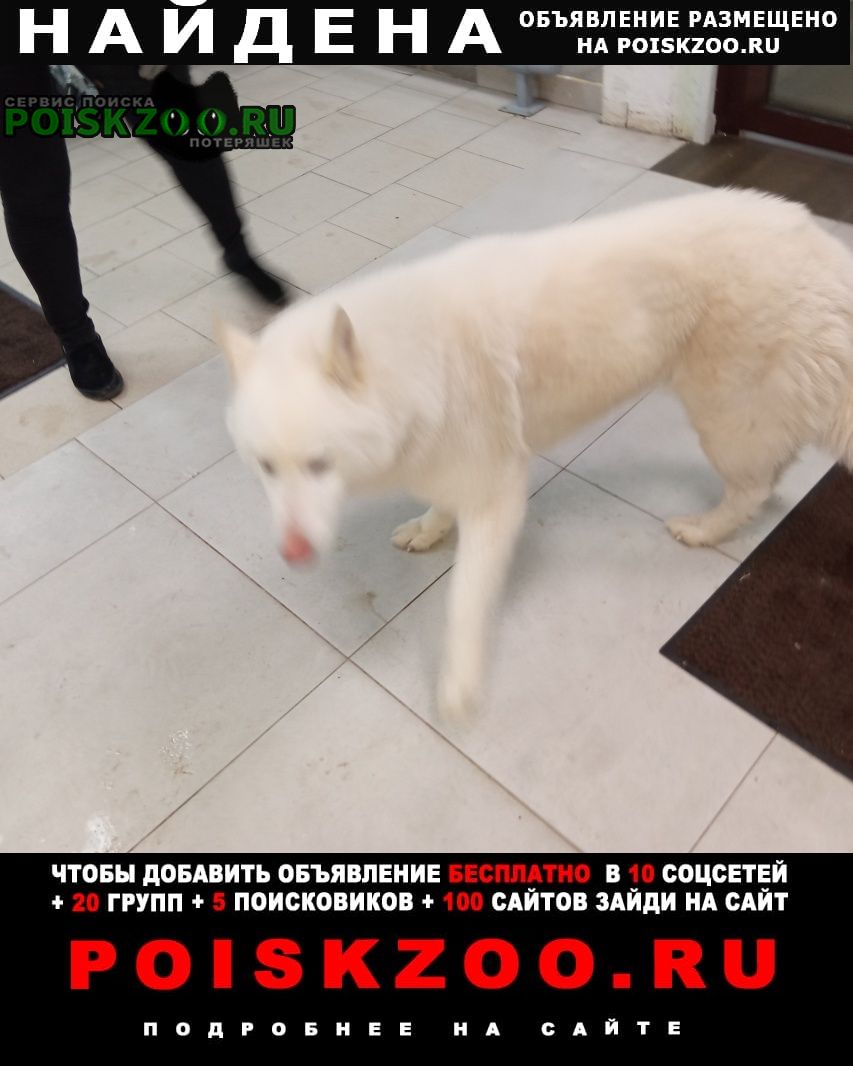 Найдена собака белый волк Хотьково