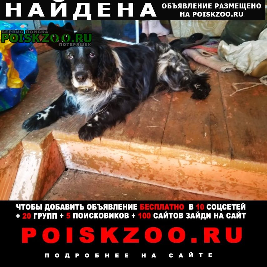 Найдена собака кобель Боровичи