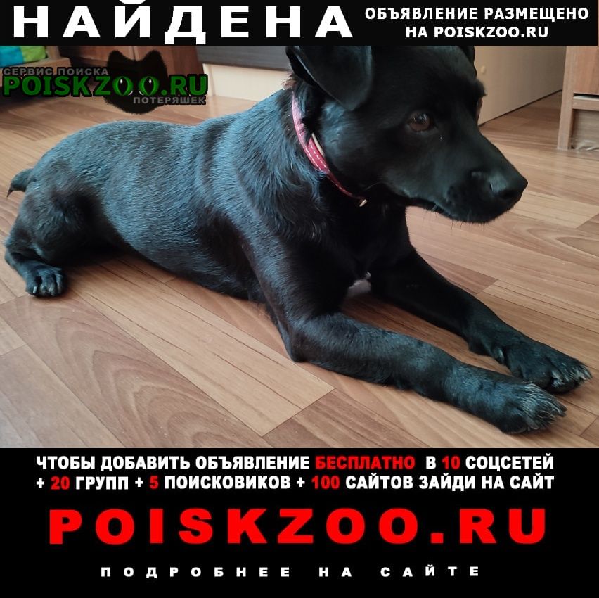 Найдена собака кобель Комсомольск-на-Амуре