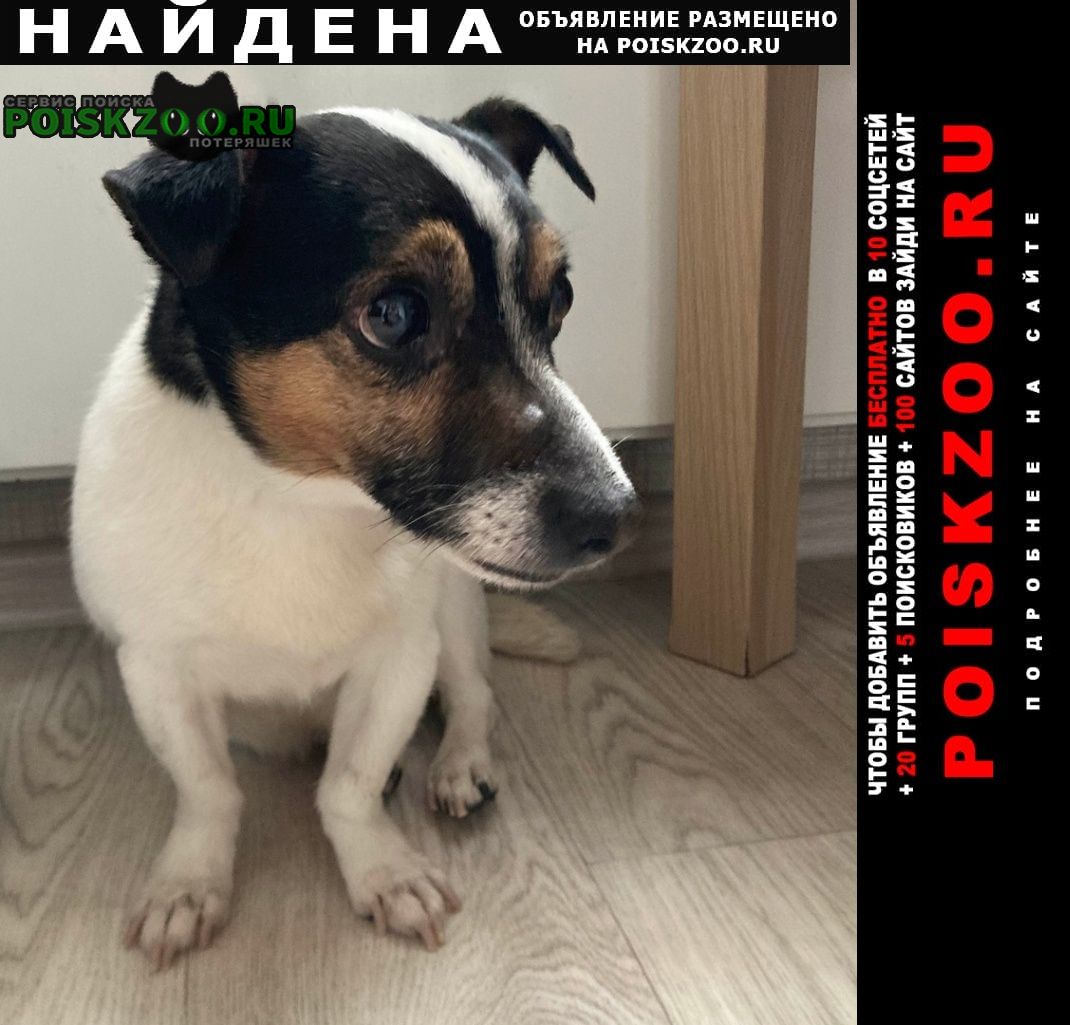 Найдена собака кобель джек рассел Москва