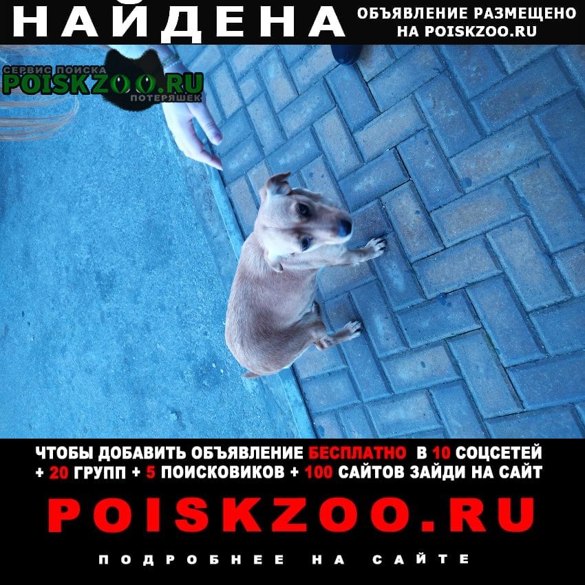Найдена собака отозвитесь кто знает про эту собаку Севастополь