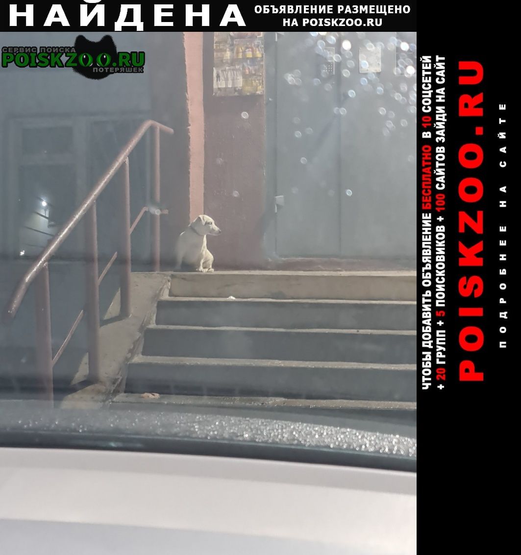 Найдена собака Бобруйск