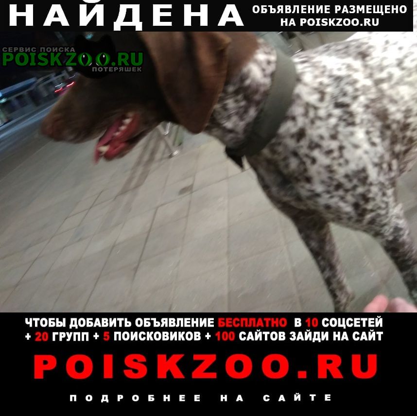 Найдена собака девочка Краснодар