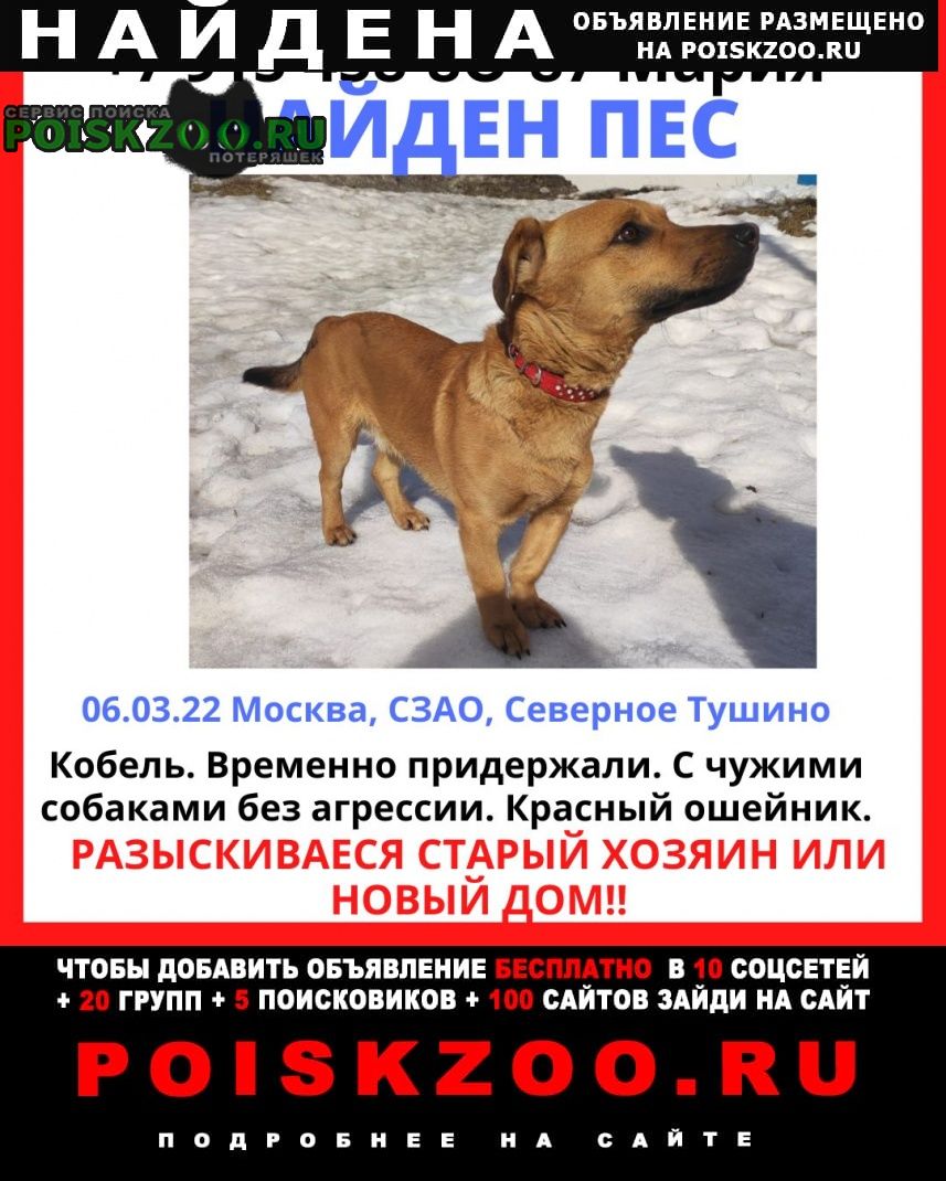 Найдена собака кобель срочно Москва