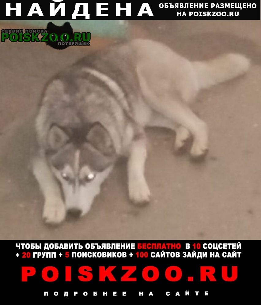 Найдена собака кобель молодой кобелёк хаски Красноярск