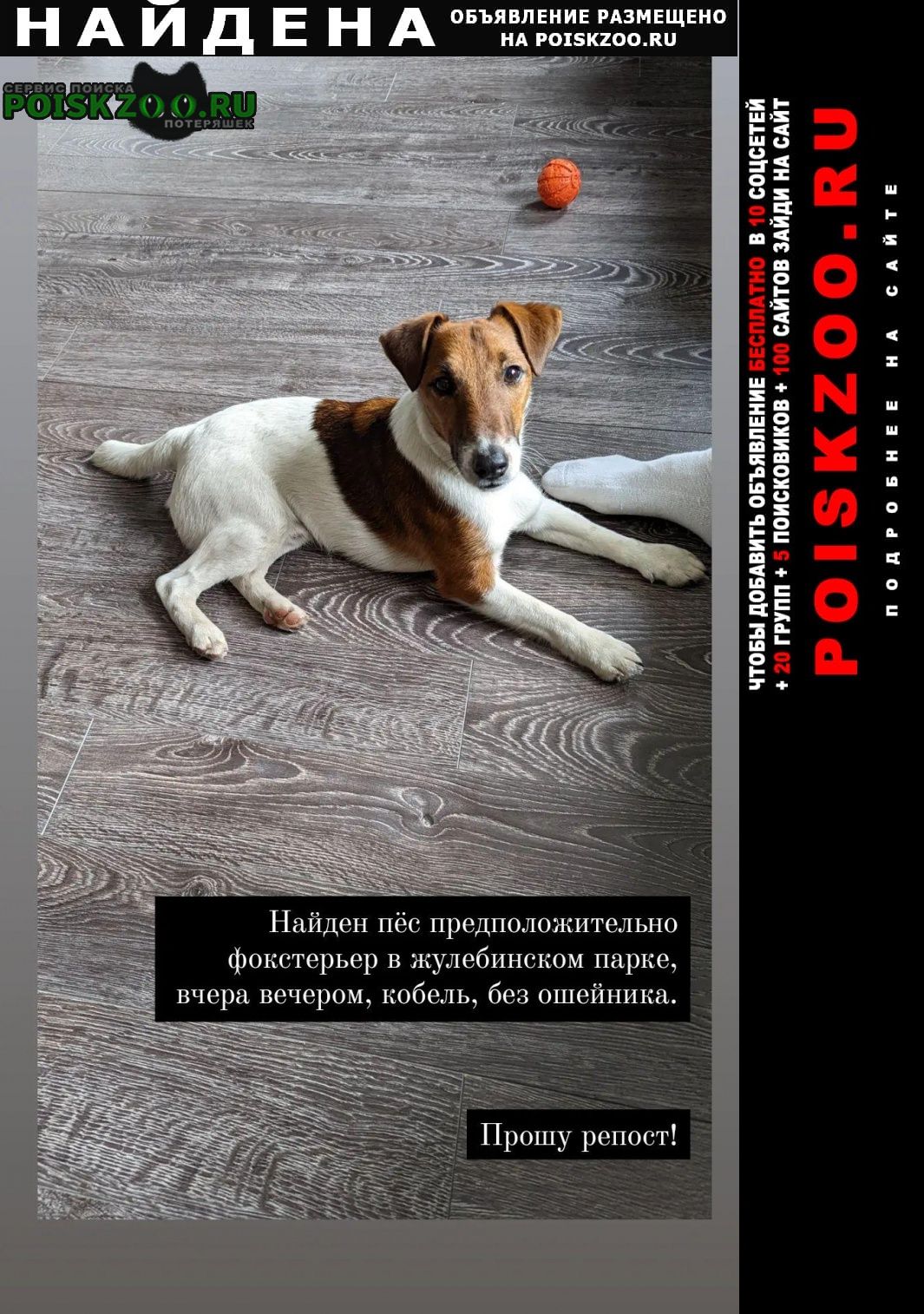 Найдена собака кобель пёс в жулебинском парке Люберцы