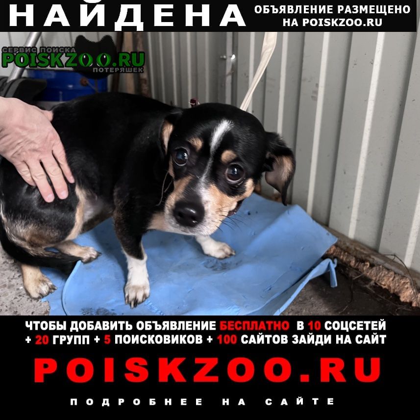 Найдена собака ищем хозяев Нижний Новгород