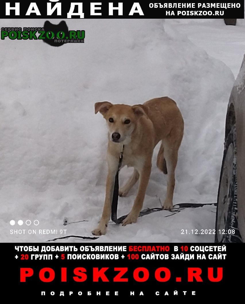 Нижний Новгород Найдена собака