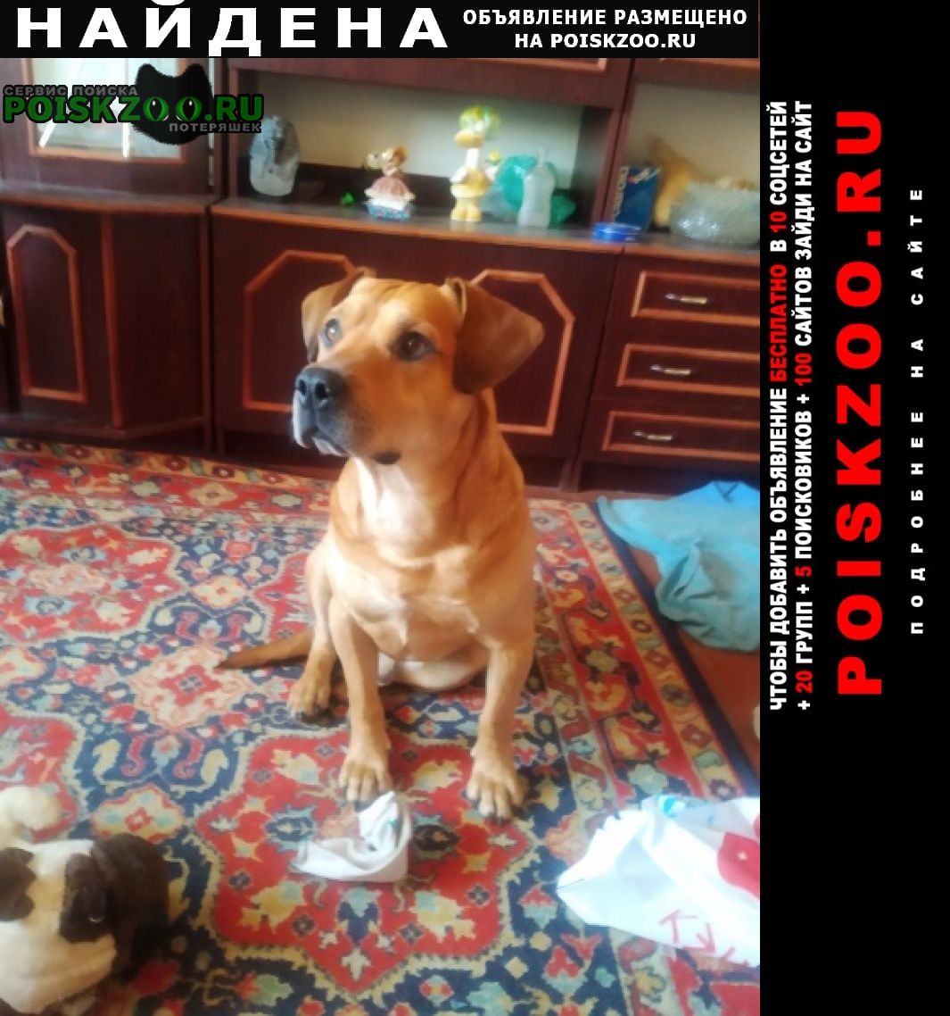 Найдена собака кобель стафордширский бультерьер Калининград (Кенигсберг)