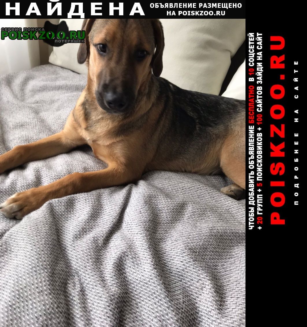 Найдена собака кобель щенок, 7 месяцев Москва
