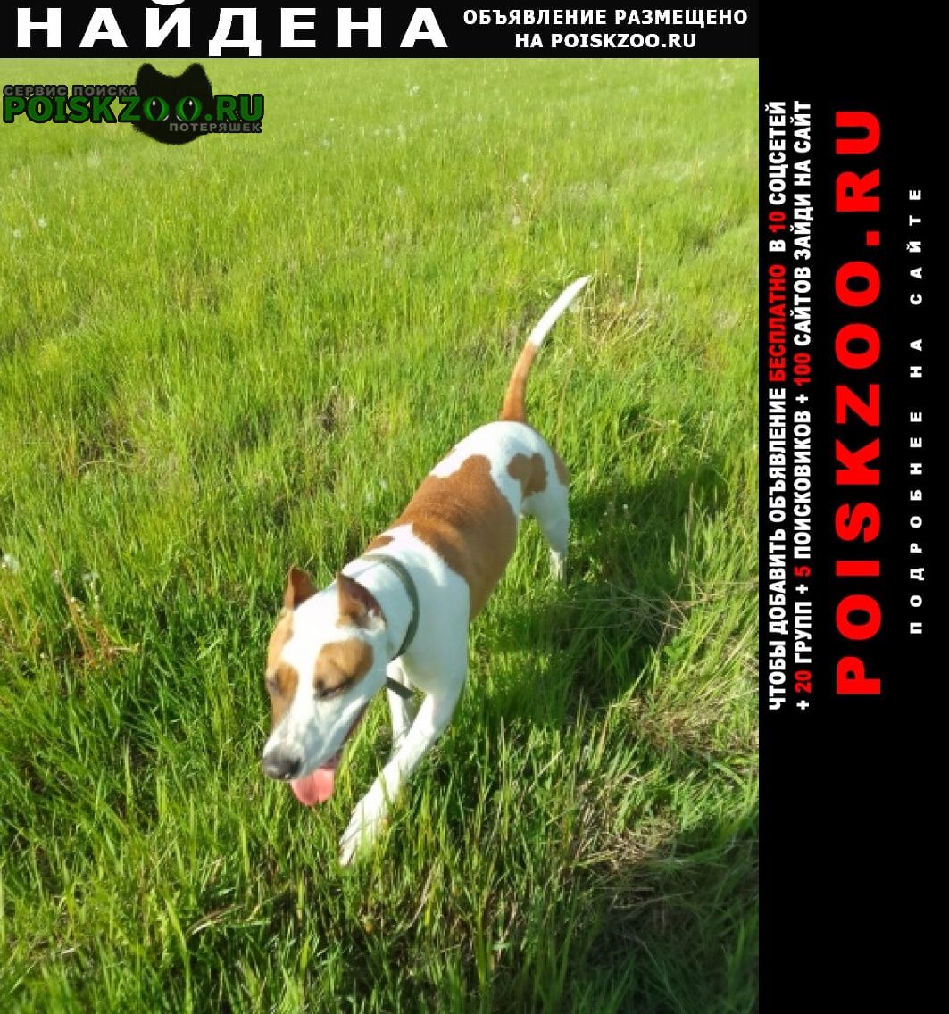 Найдена собака в краснофлотском районе база каф Хабаровск