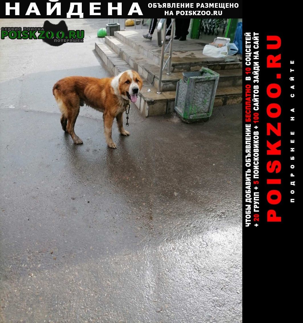 Нижний Новгород Найдена собака п. новинки бегает мальчик.