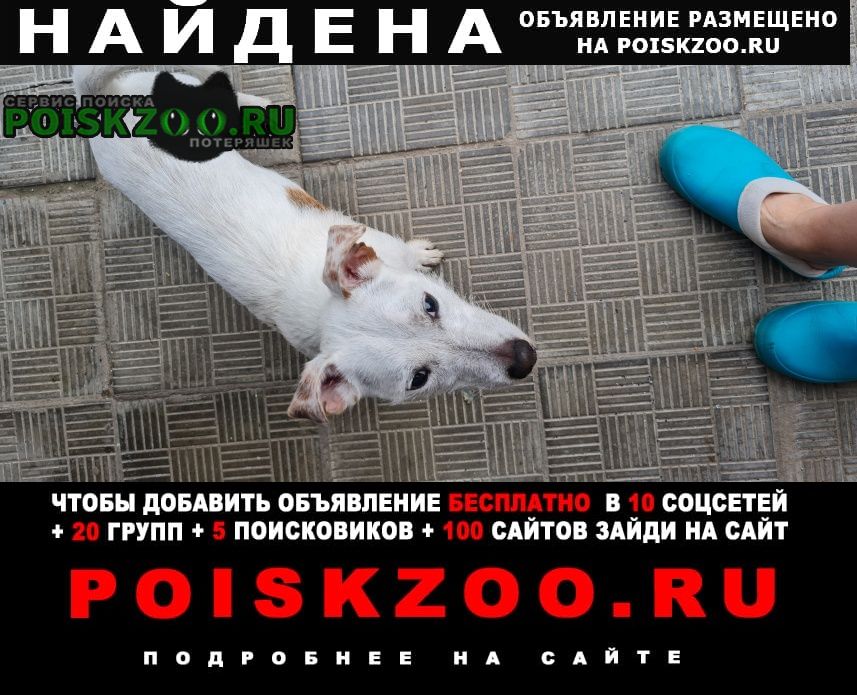 Найдена собака кобель на пушкина 10, бегает джек рассел Орехово-Зуево