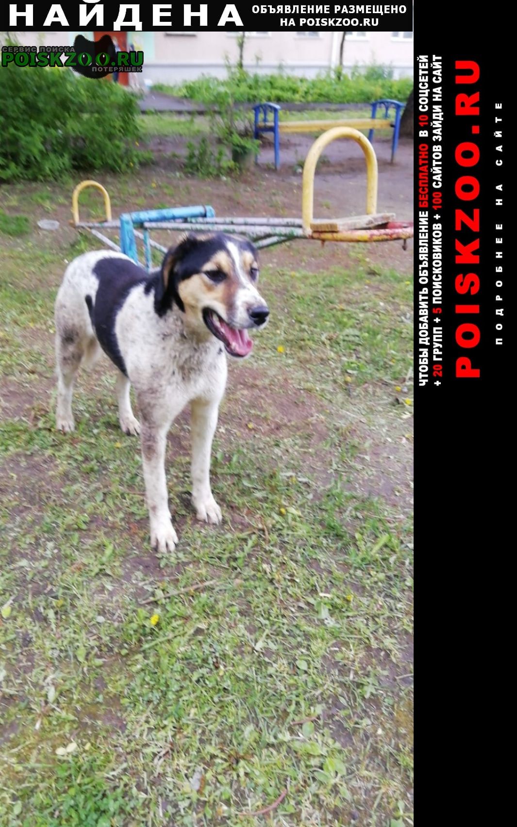 Найдена собака прибилась Домодедово