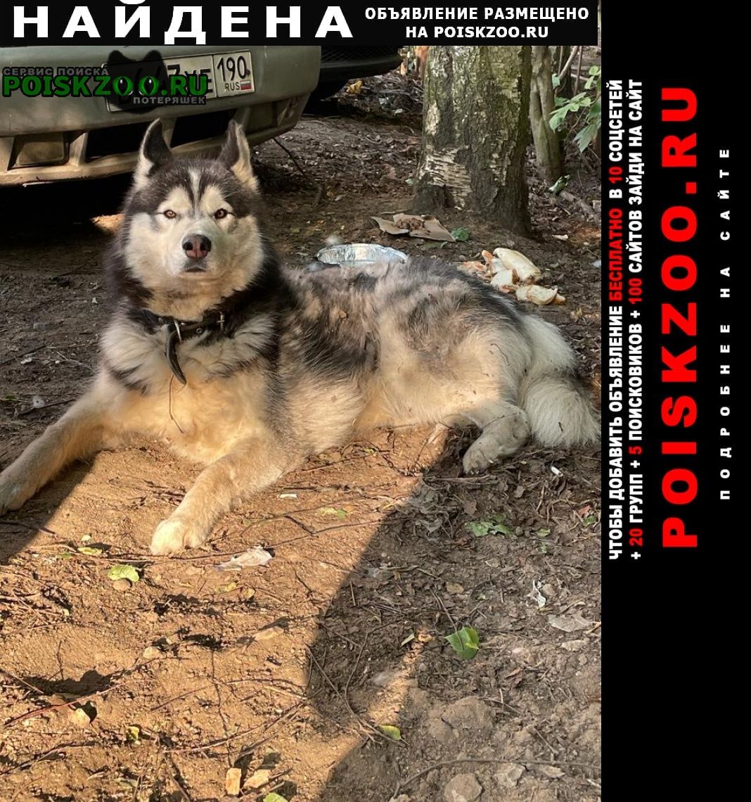 Найдена собака кобель хаски маламут Москва
