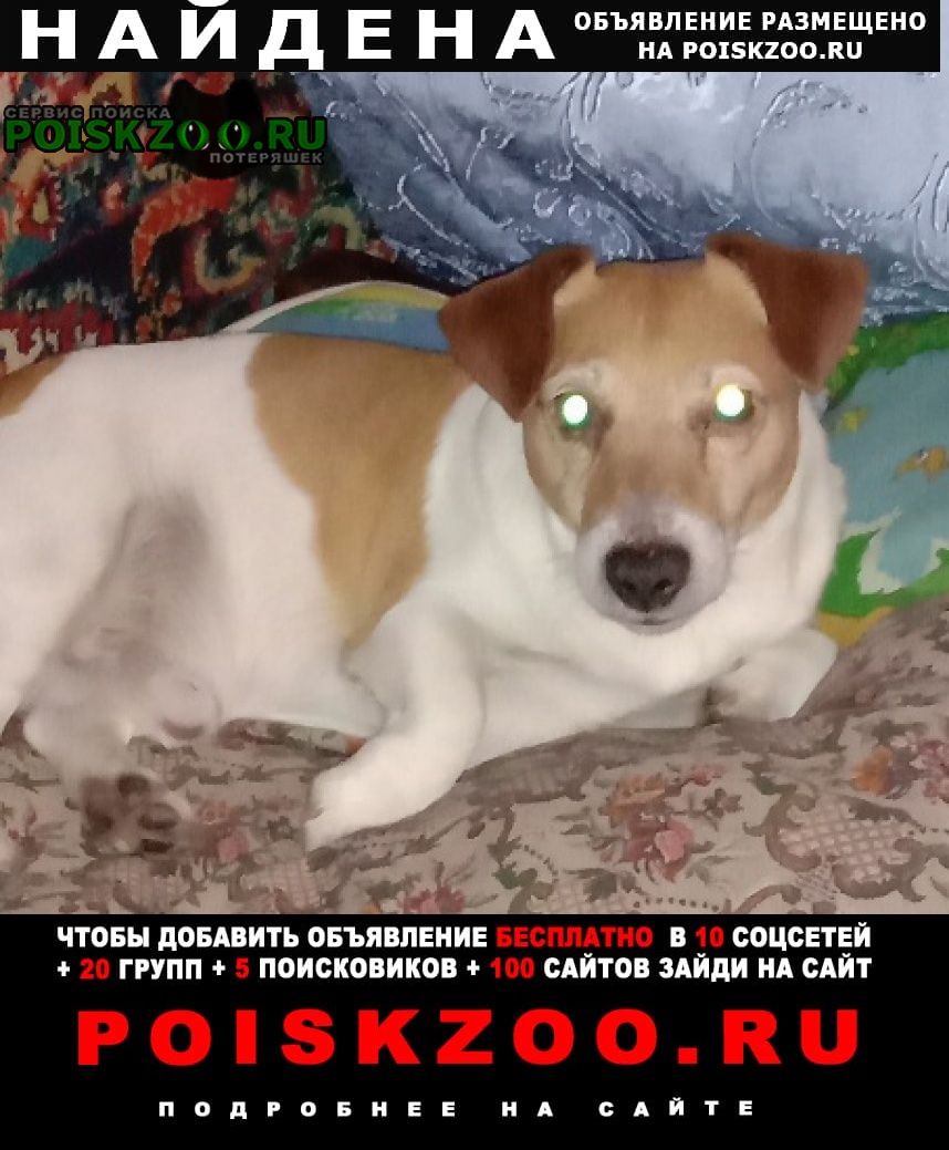Найдена собака кобель Воронеж