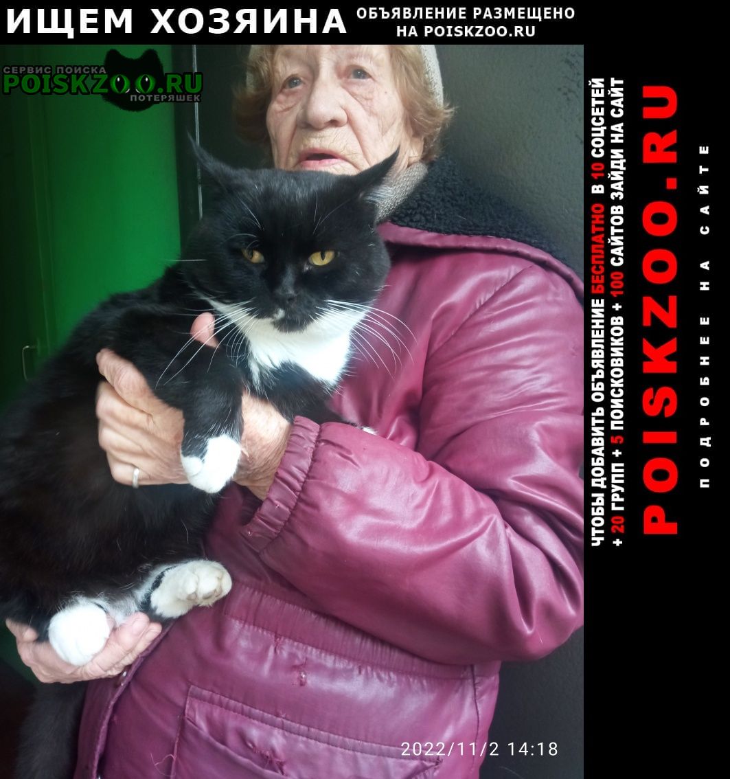 Найдено домашнее животное кот Новочеркасск