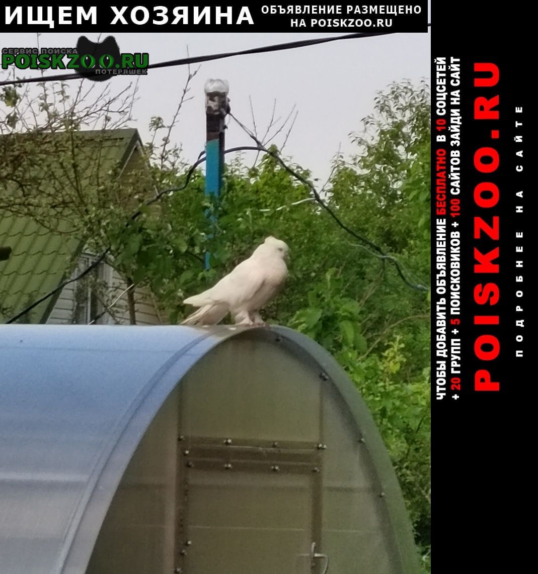 Найдено домашнее животное голубь Сергиев Посад