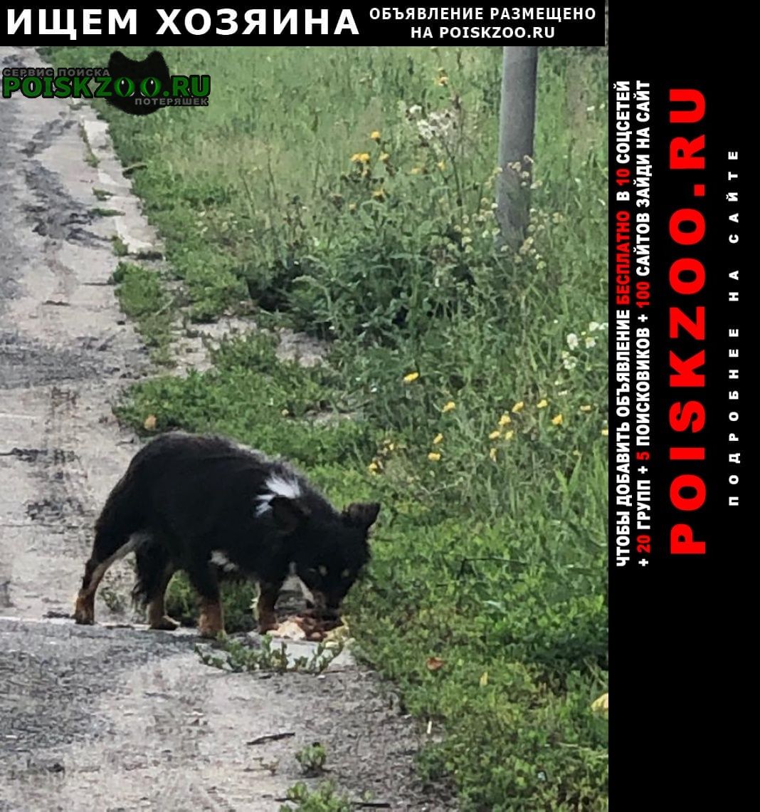 Найдена собака в километре от малино Воскресенск