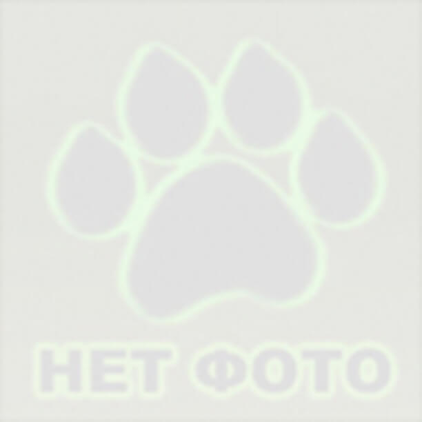 ���� ������� ������