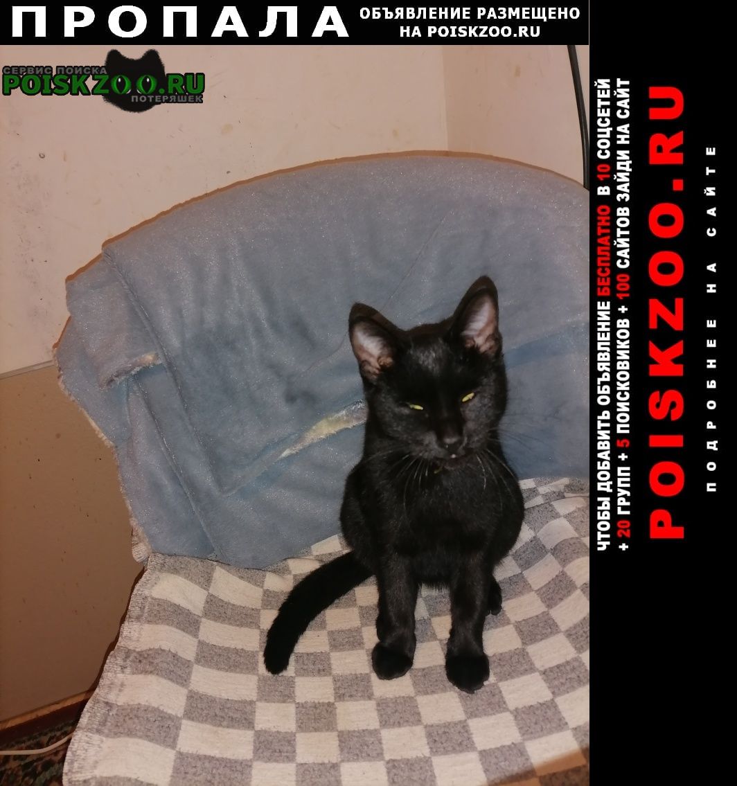 Хабаровск Пропала кошка чёрная пума