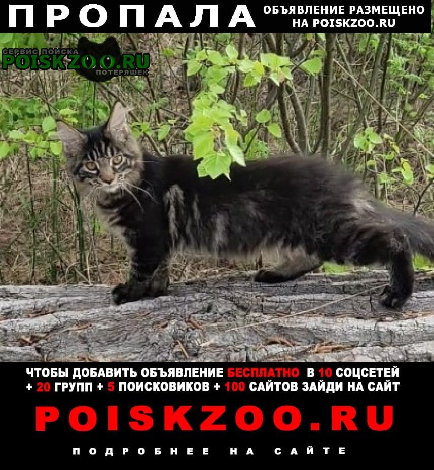 Пропала кошка Томск