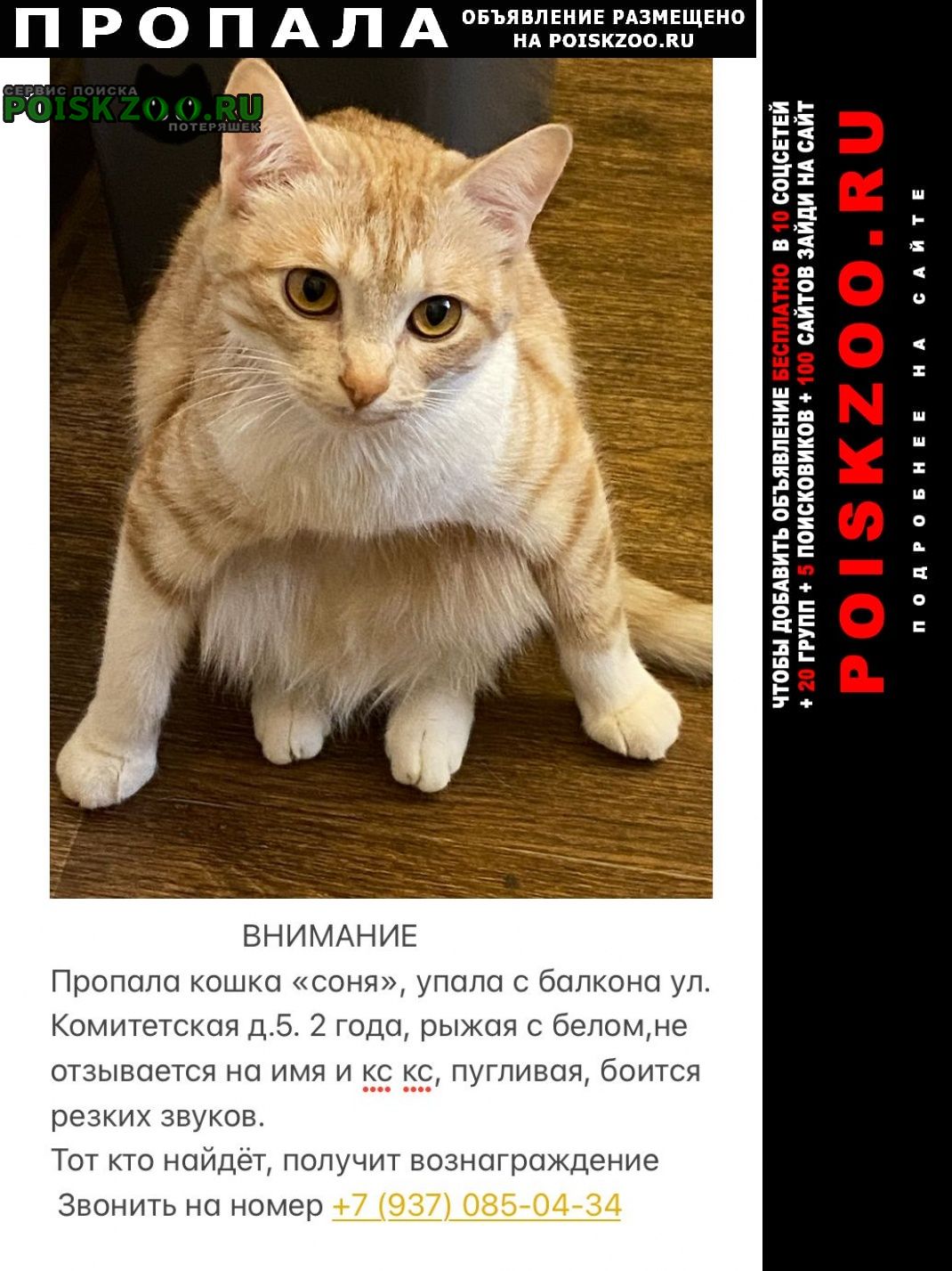 Пропала кошка 28 мая 2023 Волгоград