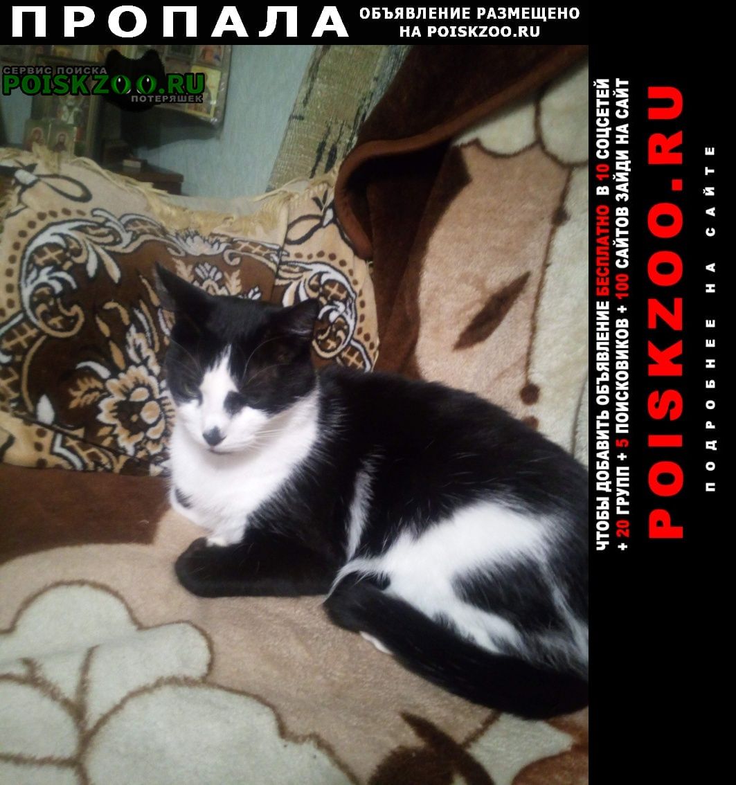 Мариуполь Пропал кот ищу кота по кличке тарзан