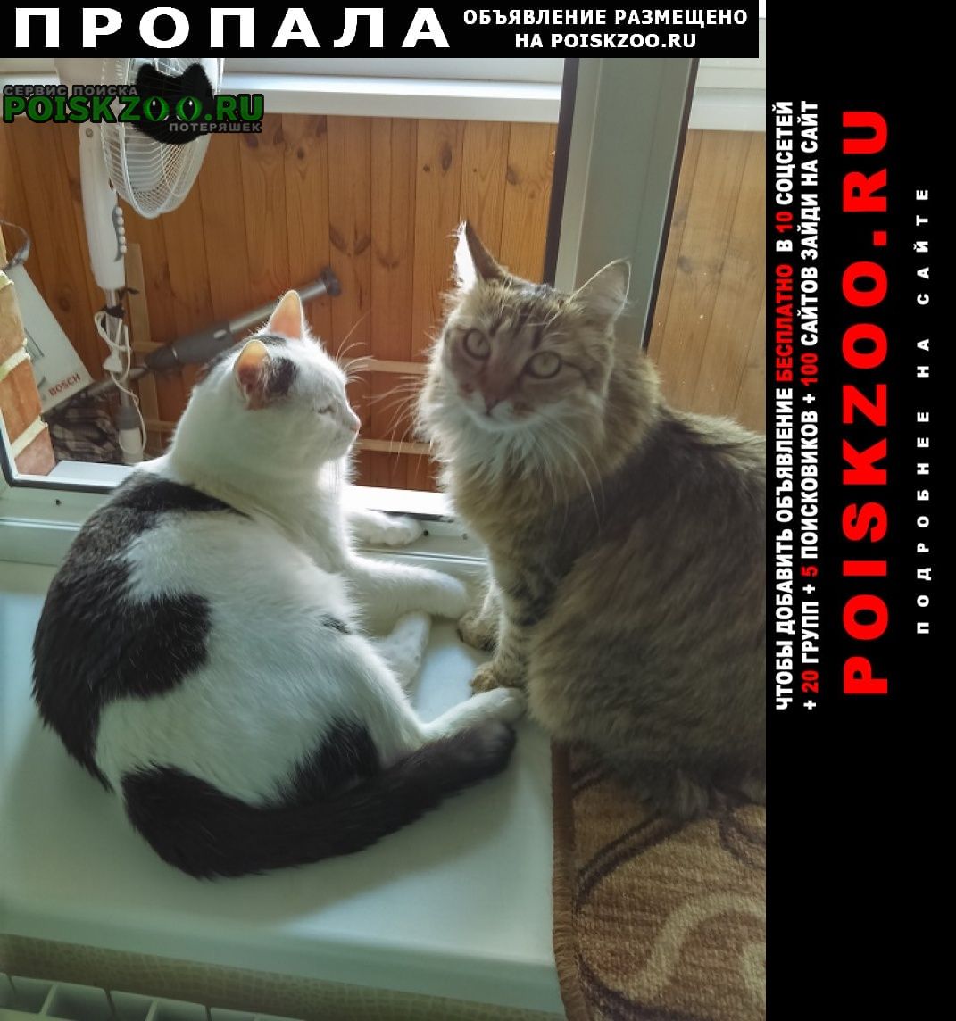 ���� ������ ���