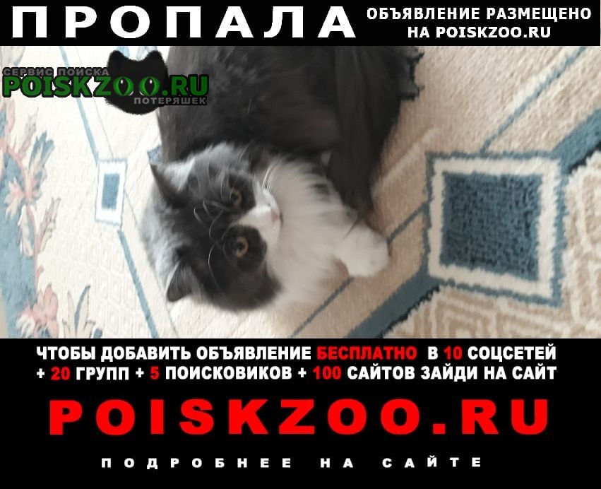 Пропала кошка а зовут ее матрешка. Потерялся котенок. Пропал котенка в Ставрополе. Пропал кот объявления Ставрополь. Cats Ставрополь.