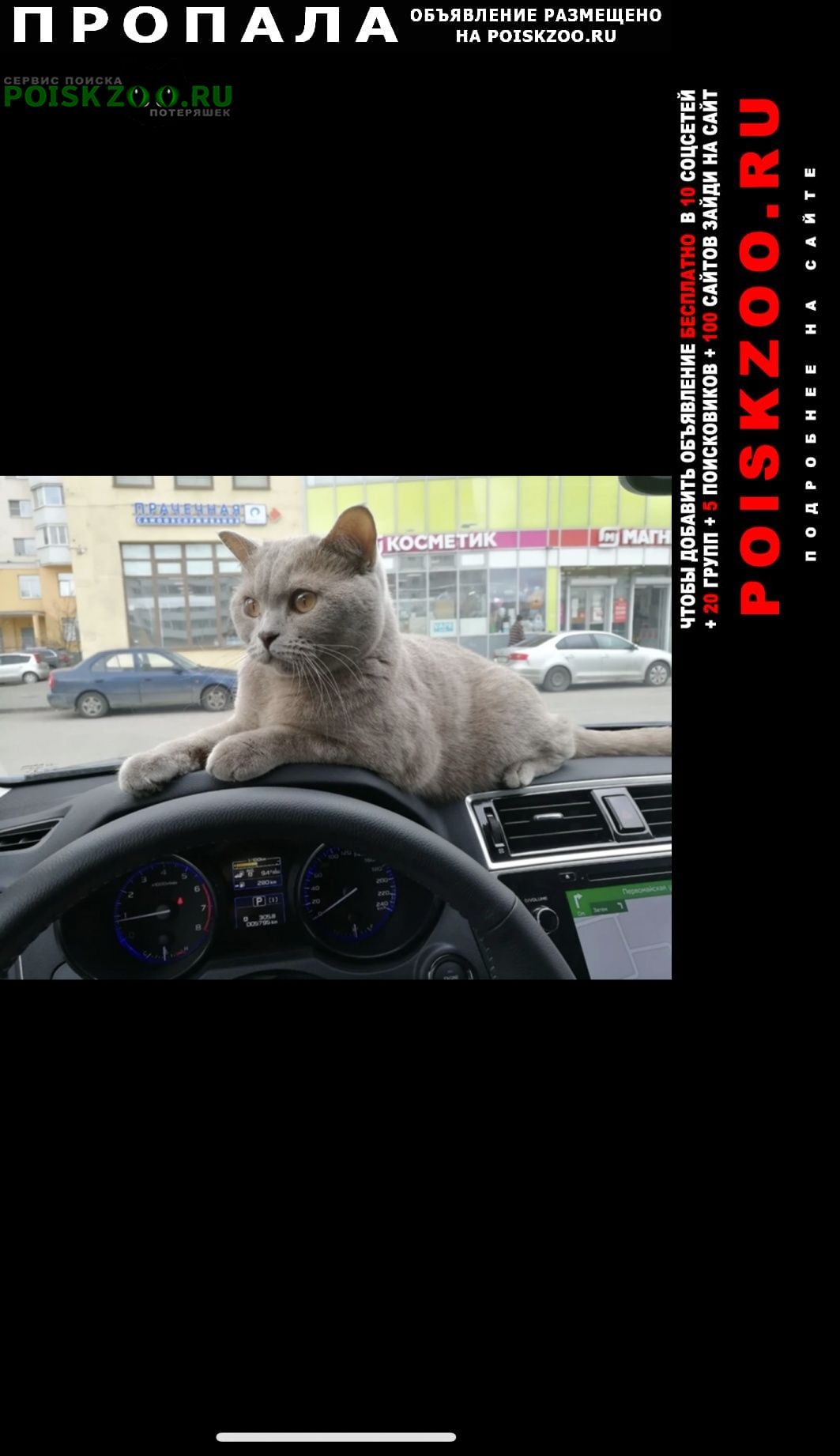 Коммунар Пропал кот британский кот
