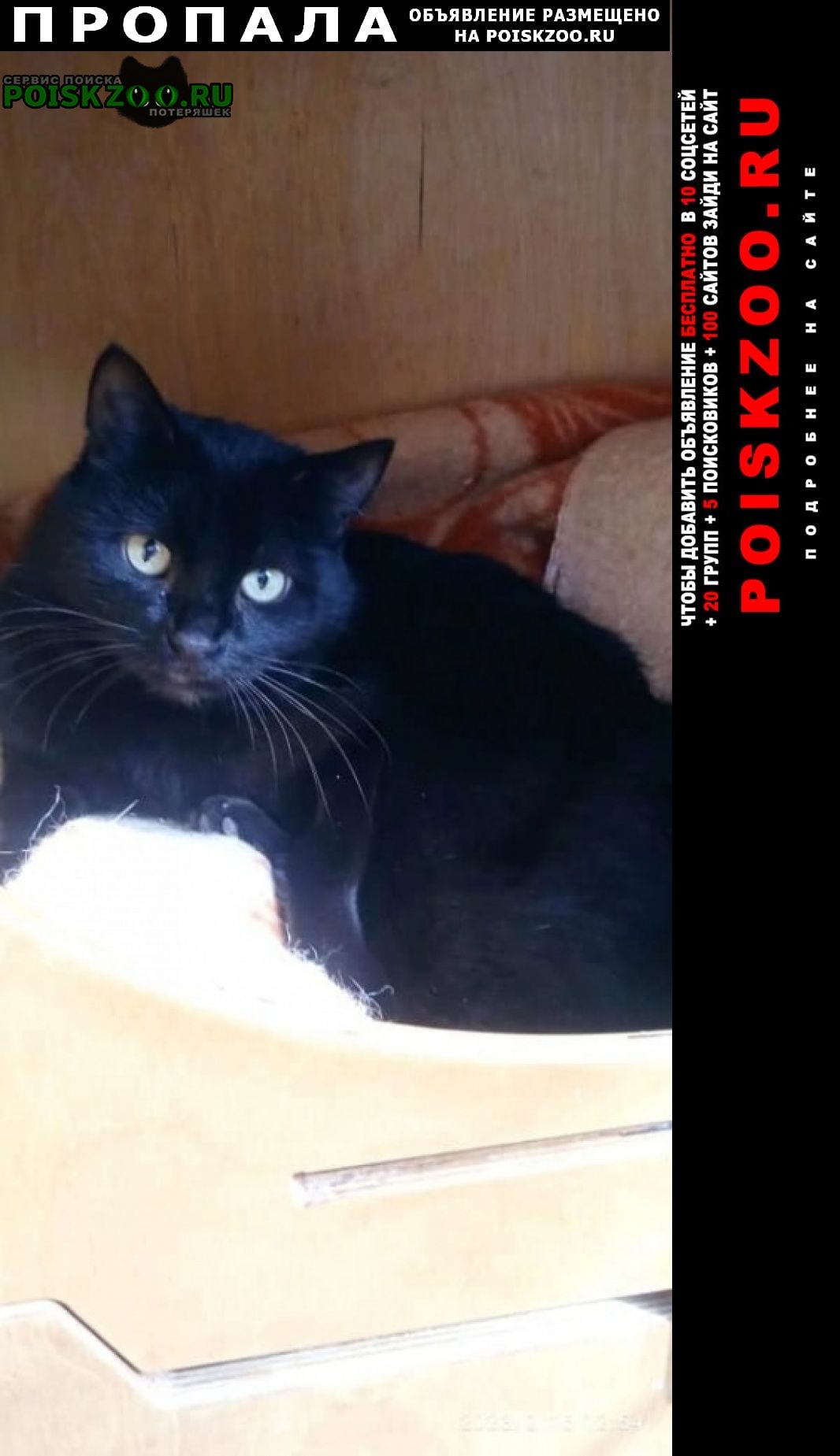 Пропал кот черный кот гладкошерстный Кисловодск