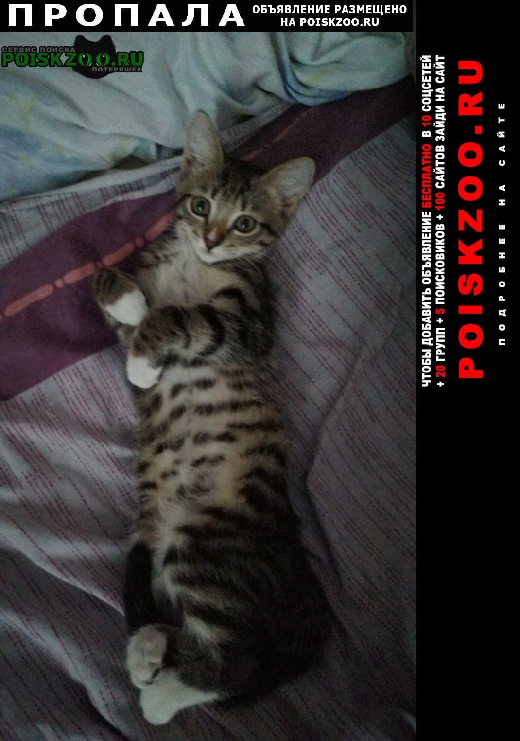 ���� ������� �����