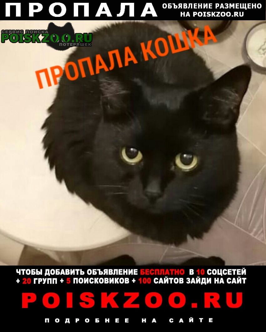 Пропала кошка Москва, кики, черный, вознаграждение: 10000.. №124384