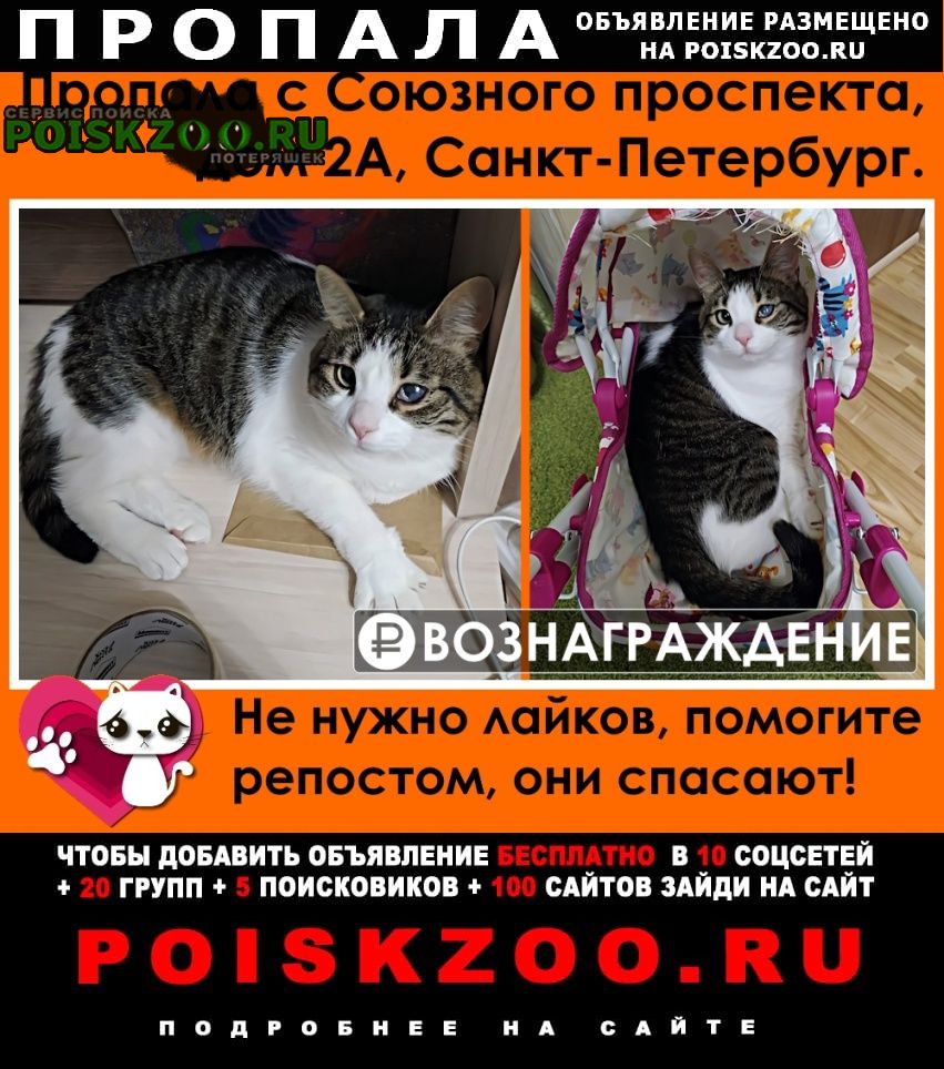 Пропала кошка Санкт-Петербург