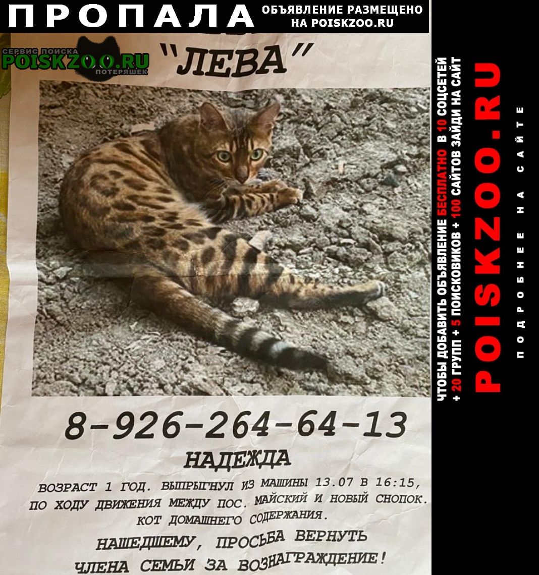 Реклама Коты И Новый Год Реклама Коты И Новый Год