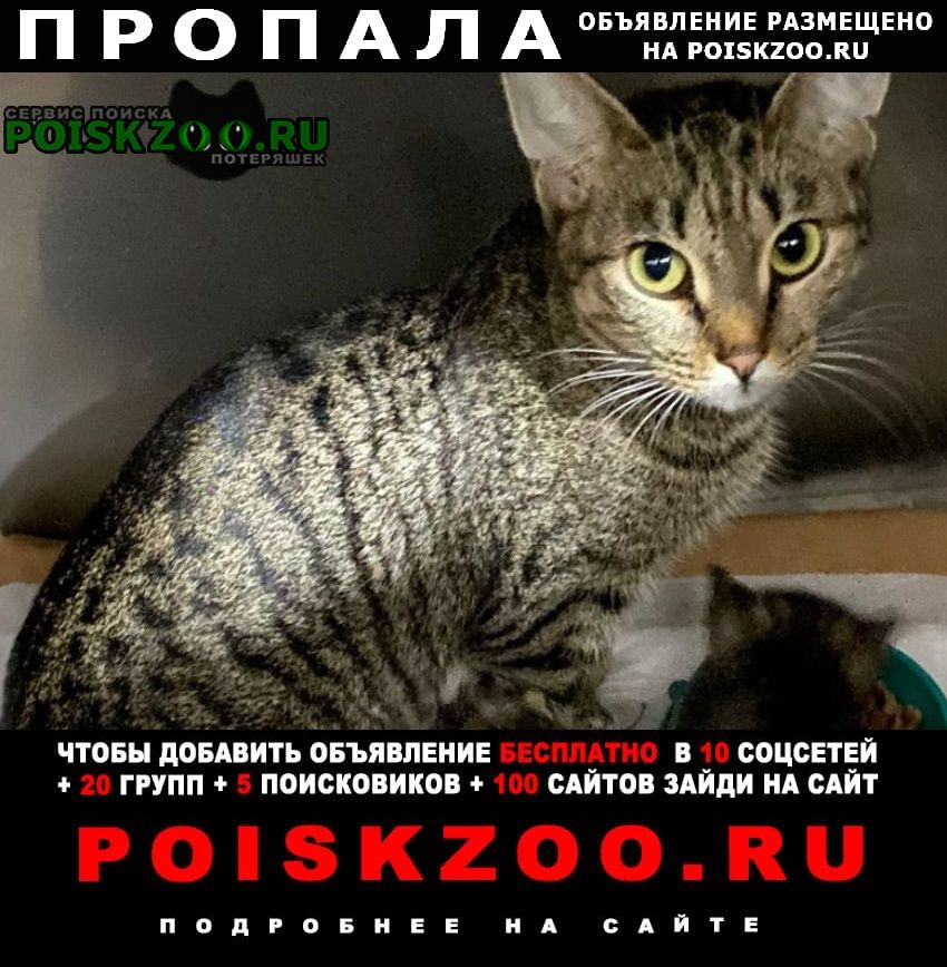 Пропала кошка серая полосатая кошка Домодедово