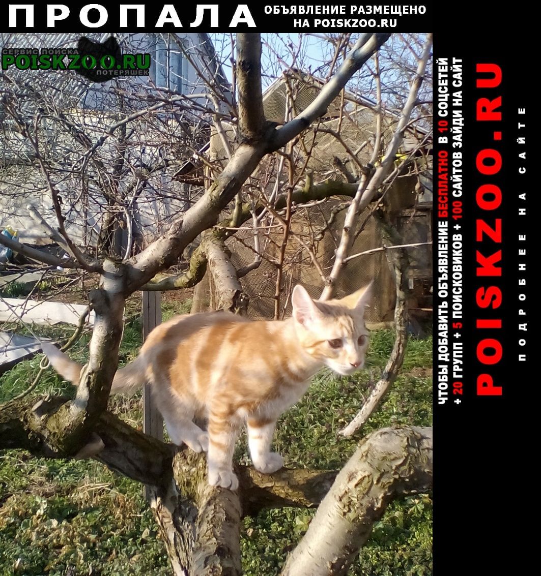 Пропала кошка рыжая крупная (помесь мей -куна) Севастополь