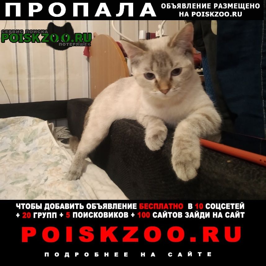 Пропала кошка порода-похожа на тайскую Санкт-Петербург