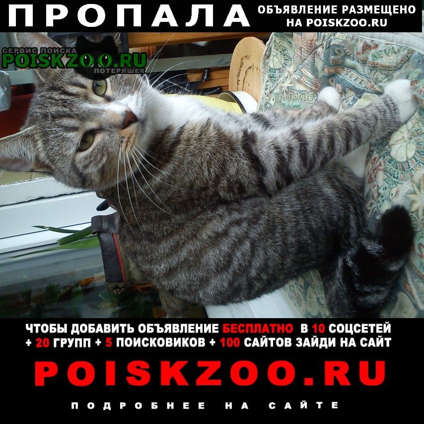 Карабаново Пропал кот