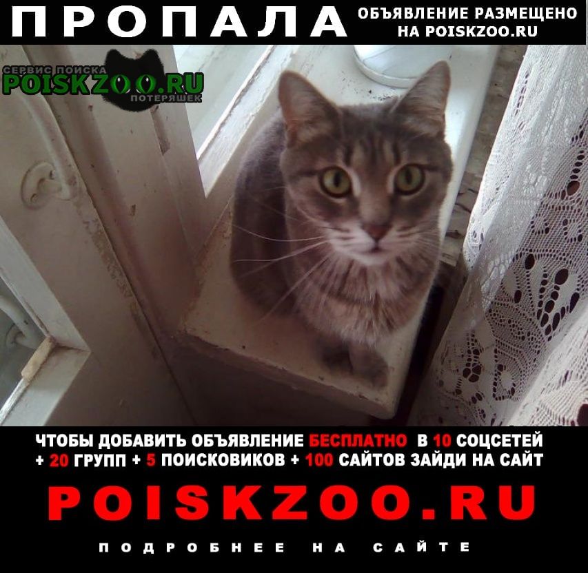 Пропала кошка помогите найти, питомца Волгоград