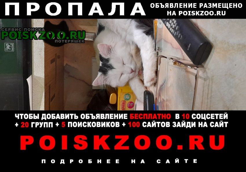 Пропал кот бело-серый, пушистый Нижний Новгород