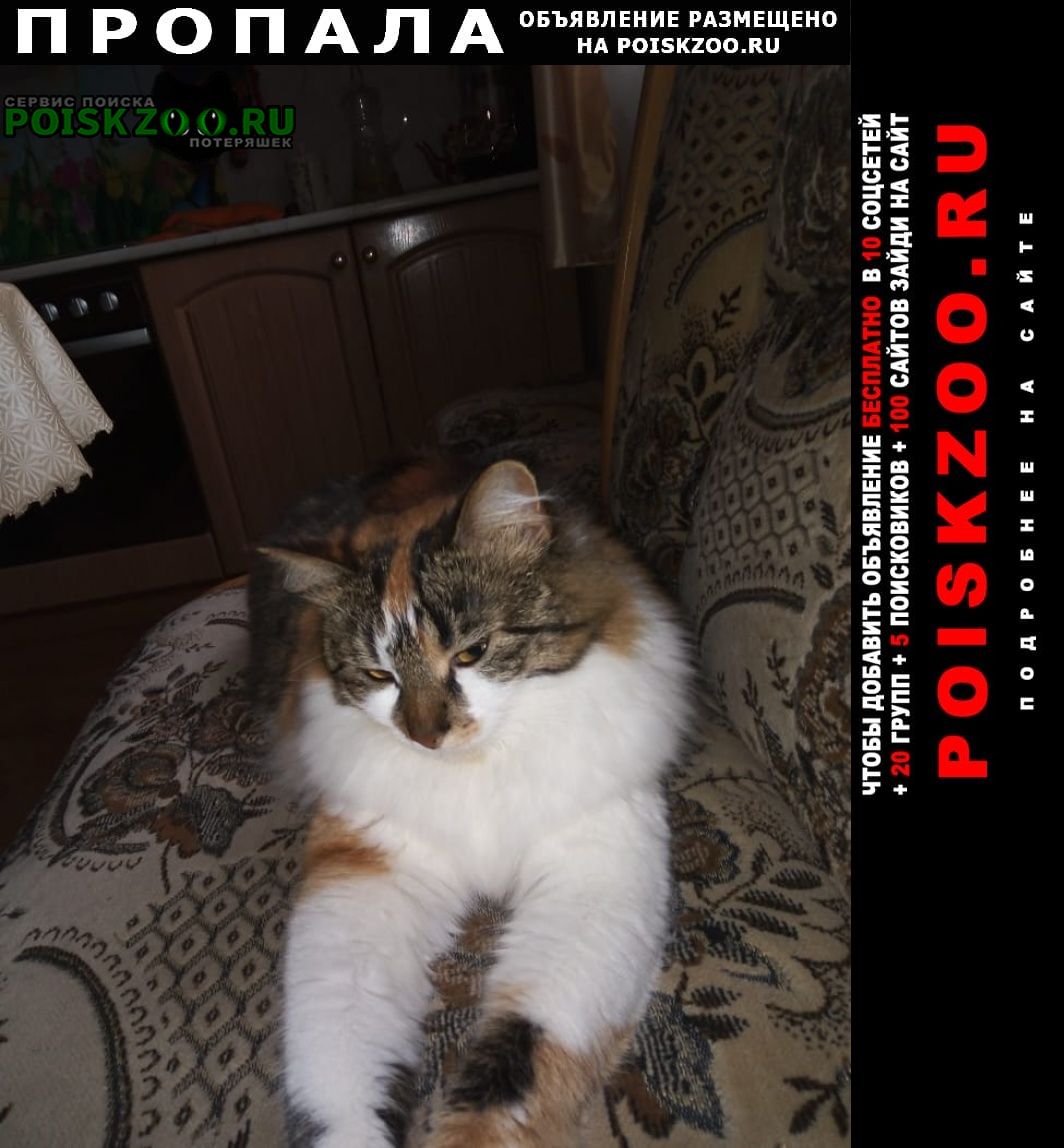 Пропала кошка марьино Москва