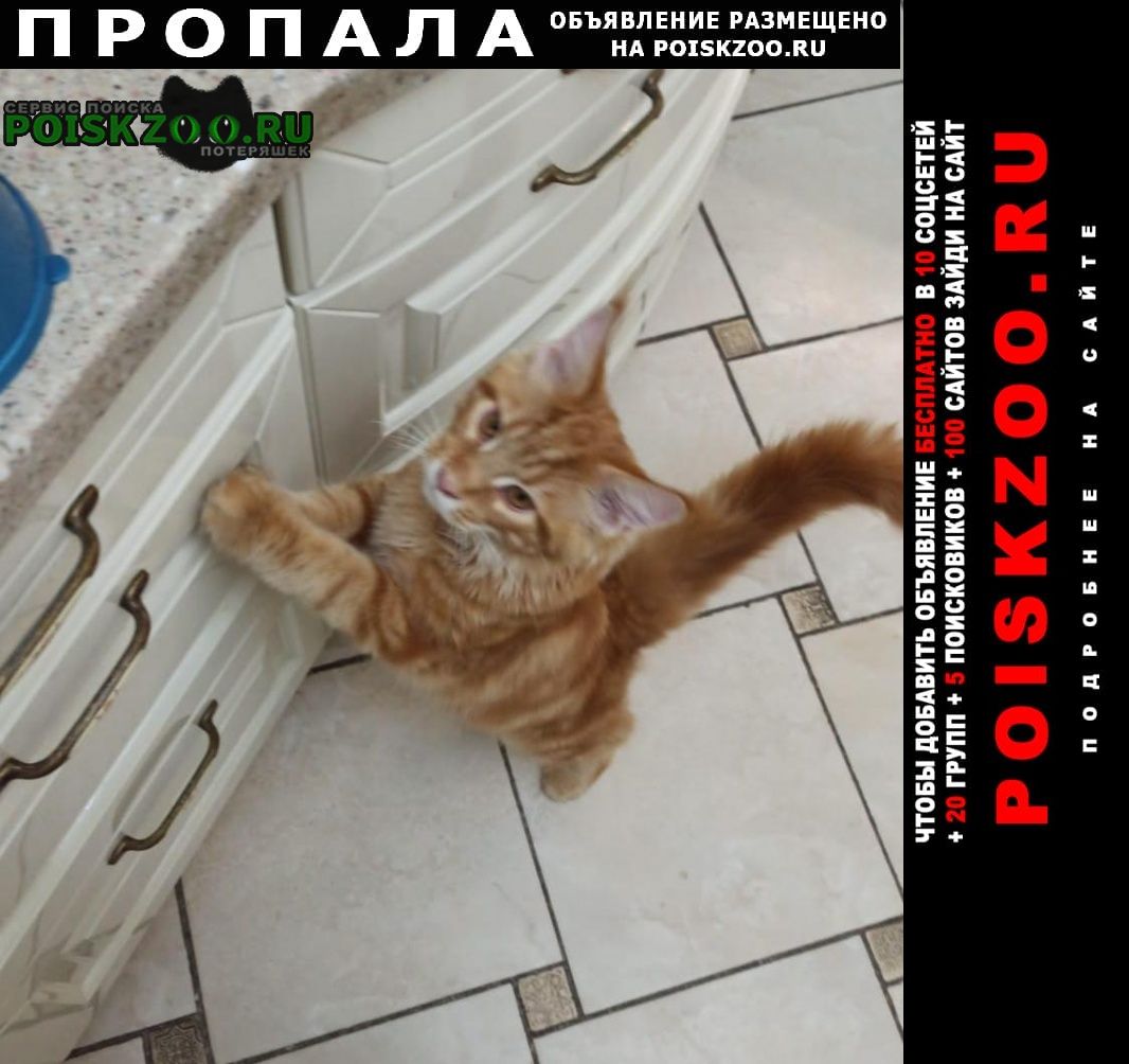 Пропал кот рыжий Москва