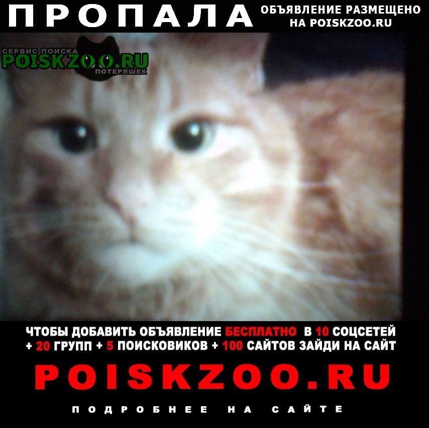 Москва Пропал кот прошу найти персика.