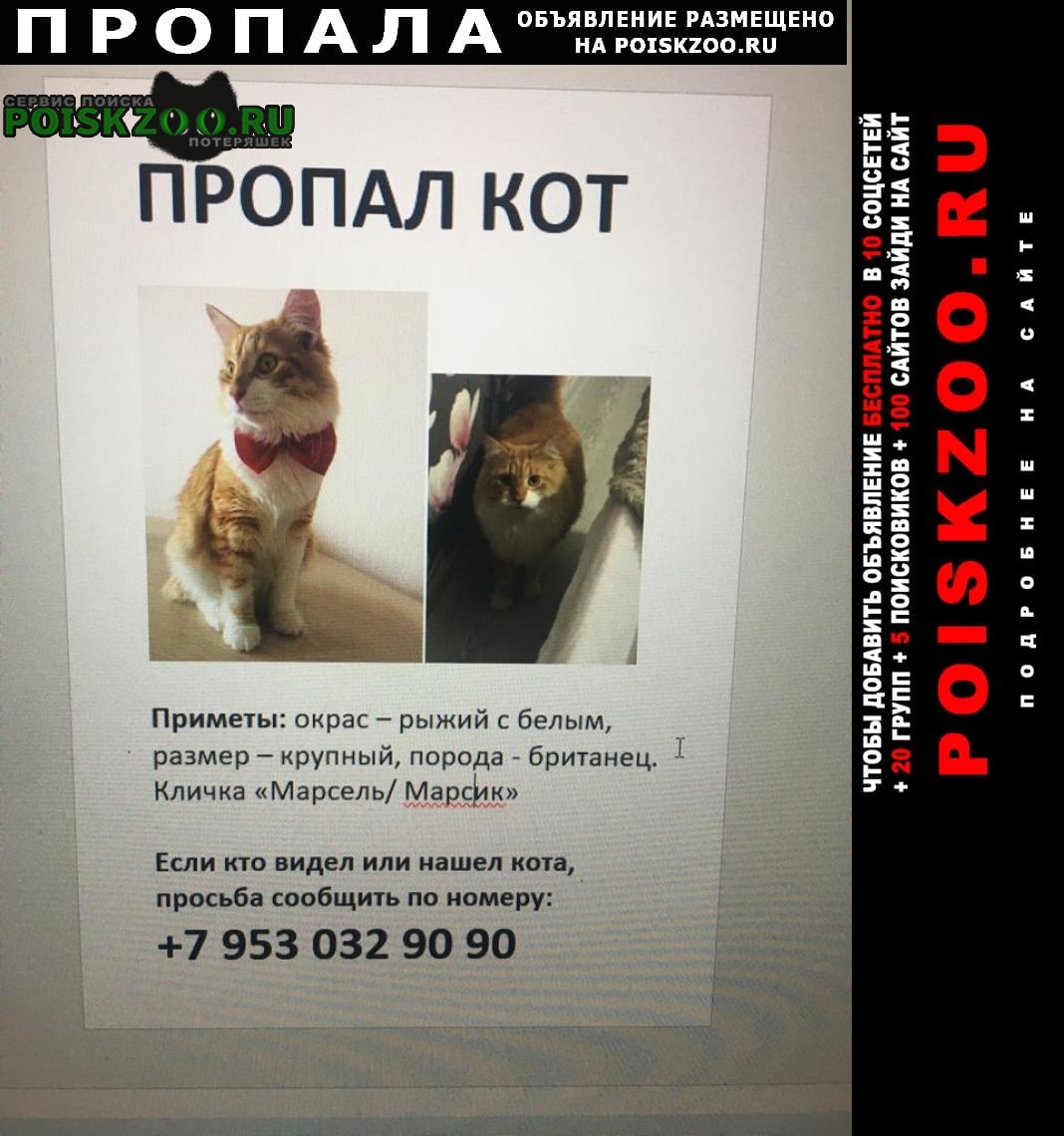 Пропал кот марсель Саранск