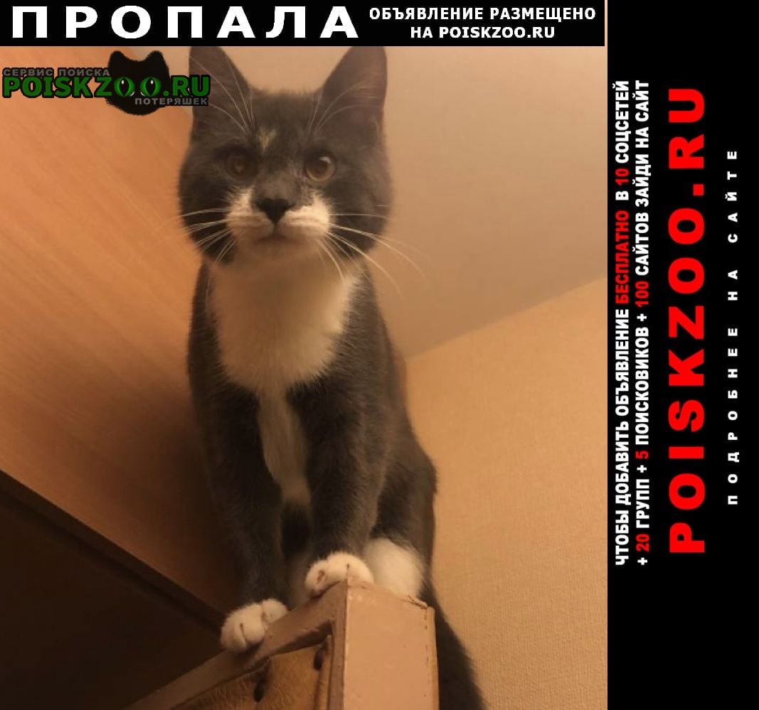 Москва Пропал кот северное измайлово серый